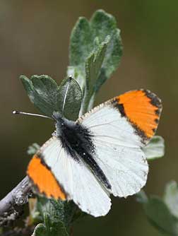 Sara's Orangetip male butterfly picture
