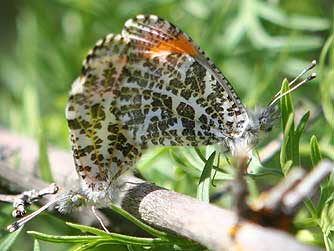 Mating butterflies - Sara's orangetip or Anthocharis sara