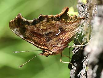 Satyr Anglewing comma