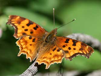 Picture of satyr comma butterfly, anglewing or Polygonia satyrus