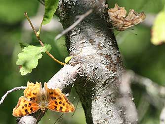 Pair of Satyr Anglewing or Comma butterflies