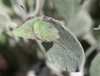 Sheridan's green hairstreak butterfly on buckwheat