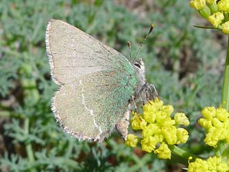 Picture of Sheridan's hairstreak butterfly on Gray's biscuitroot flower