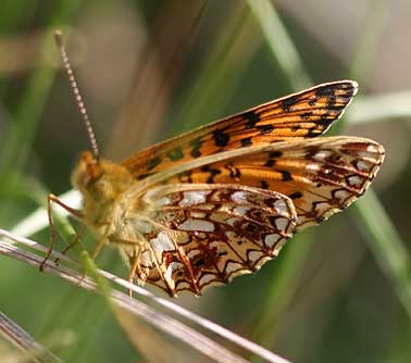 Picture of silver-bordered fritillary butterfly or Boloria selene