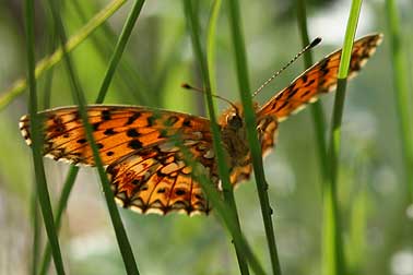 Picture of a silver bordered fritillary ventral wing