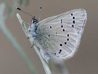 Silvery blue butterfly pictures