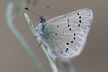 Silvery Blue butterfly picture