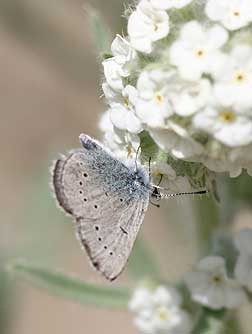 Picture of Silvery Blue or Glauchopsyche lygdamus