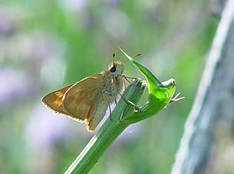 Picture of woodland skipper ir Ochlodes sylvanoides