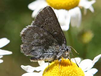 Picture of sooty hairstreak butterfly or Satyrium fuliginosum