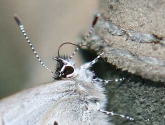 Spring azure butterfly probing for salts from a boot