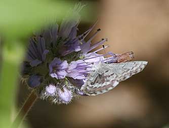 Picture of spring azure nectaring on waterleaf - Celastrina argiolus lucia