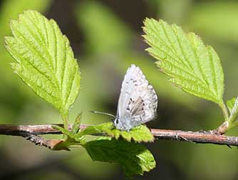 Ocean spray or holodiscus discolor leaves and spring azure butterfly