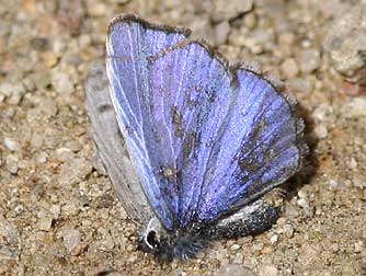 Spring azure butterfly blue dorsal wing