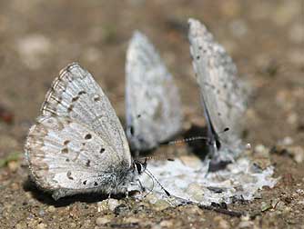 Spring azure butterfly congregation dapping up salt from a bird dropping