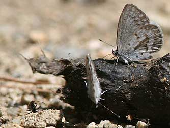 Picture of spring azure butterflies on coyote scat
