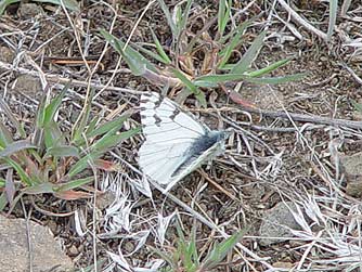 Spring white butterfly picture