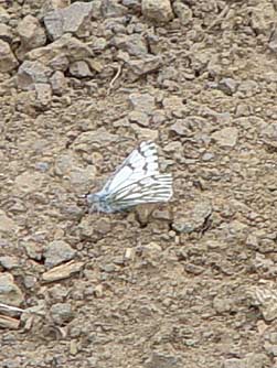 Picture of spring white butterfly underside