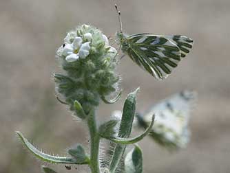 Spring white butterfly and Becker's white butterfly nectaring on white forget-me-not or Snake River cryptantha