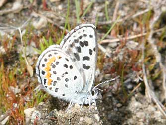 Picture of a square spotted blue butterfly or Euphilotes battoides