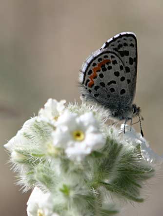 Square-spotted blue blue butterfly nectaring on Snake River cryptantha