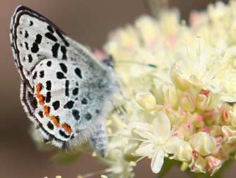 Square-spotted blue butterfly or Euphilotes battoides