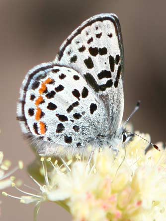 Square-spotted blue butterfly nectaring on arrowleaf buckwheat flower