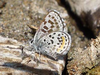 Square spotted blue butterfly