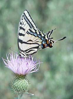 Two-tailed Swallowtail butterfly - Papilio multicaudata