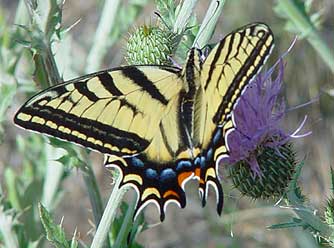 Two-tailed swallowtail butterfly picture