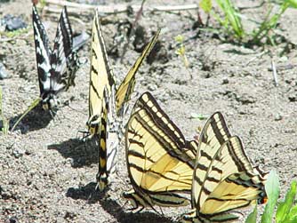 Pale Tiger Swal;lowtail butterfly mudding among two-tailed swalowtails