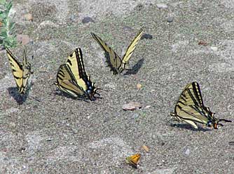 Picture of Two-tailed Swallowtail butterflies drinking water