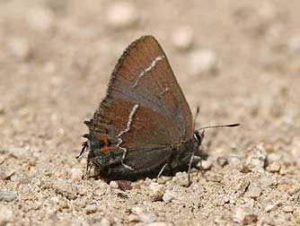 Thicket hairstreak butterfly male