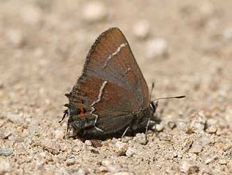 Thicket hairstreak or Mitoura spinetorum