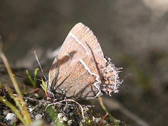 Thicket Hairstreak Butterfly - Mitoura spinetorum