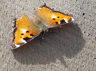 Picture of California tortoiseshell butterfly