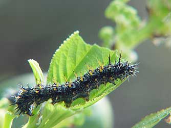 California tortoiseshell caterpillar photo