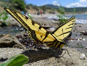 Two-tailed swallowtail butterfly picture - 