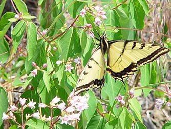 Two-tailed swallowtail butterfly nectaring on spreading dogbane