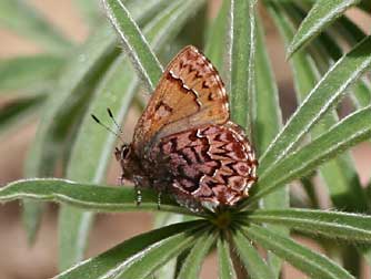Western pine elfin butterfly pictures
