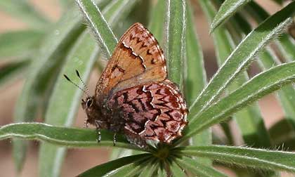 Western pine elfin butterfly picture - Incisalia eryphon