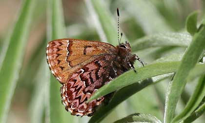 Picture of western pine elfin butterfly or Incisalia eryphon