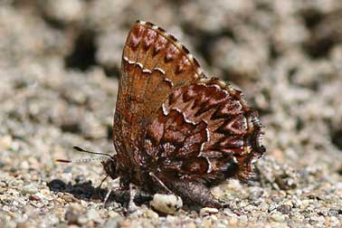 Western pine elfin butterfly with purple, mauve, orange and brown wings