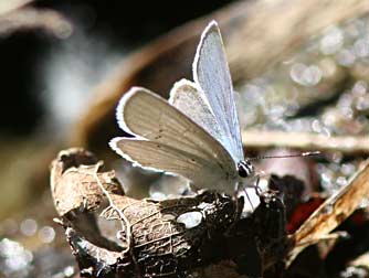 Western-tailed blue butterfly picture