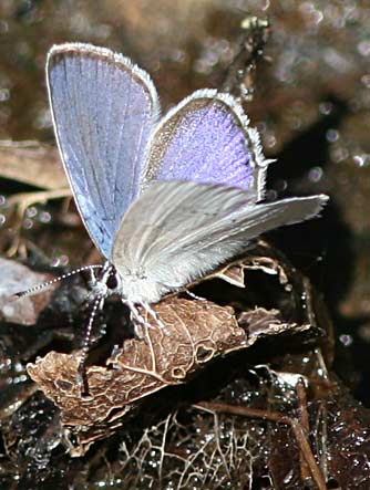 Male Western-tailed blue butterfly picture - Cupido amyntula