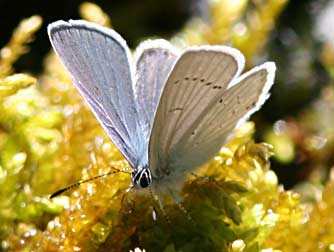 Western tailed blue or Everes amyntula pictures and information