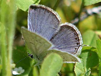 Western tailed blue or Cupido amyntula
