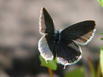 Female Western-tailed blue butterfly picture - Cupido amyntula