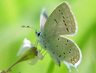 Western tailed blue or Cupido amyntula