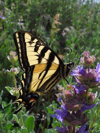 Western tiger swallowtail butterfly nectaring on purple sage
